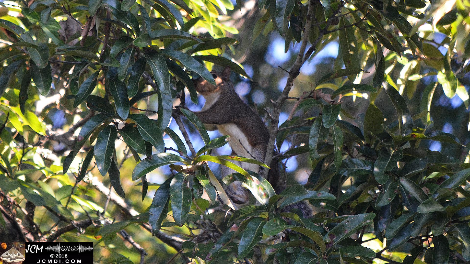 Squirrel in tree (Nikon D5100)